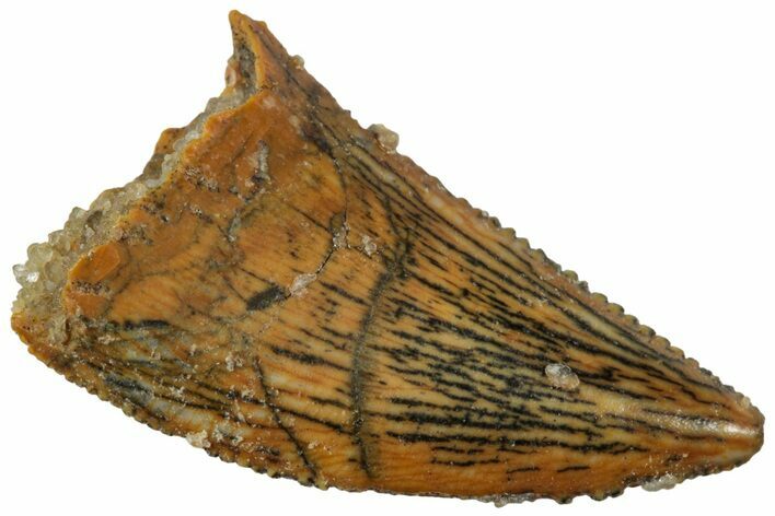 Serrated, Raptor Tooth - Real Dinosaur Tooth #224191